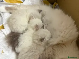 Birman cats Birman kittens - Advert 4