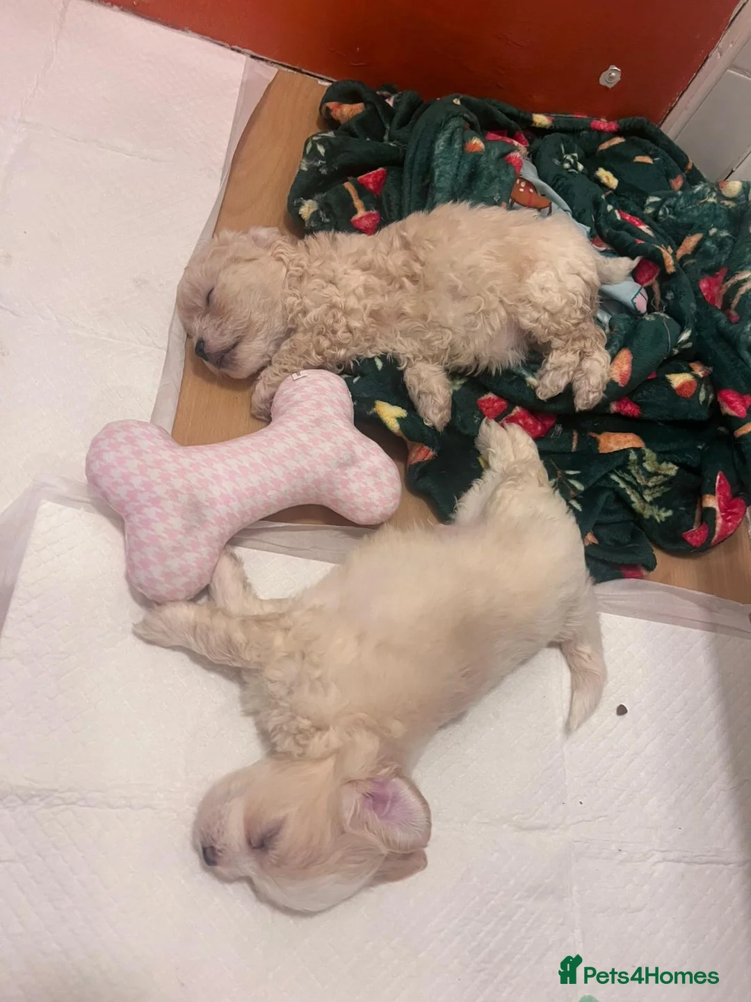 Maltipoo dogs for sale: Rare colours beautiful maltipoo puppies  - Advert 10