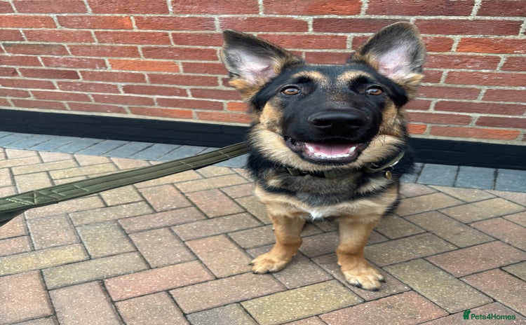 German Shepherd dogs - Advert 1