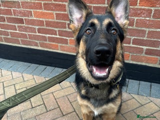 German Shepherd dogs for sale - Advert 1