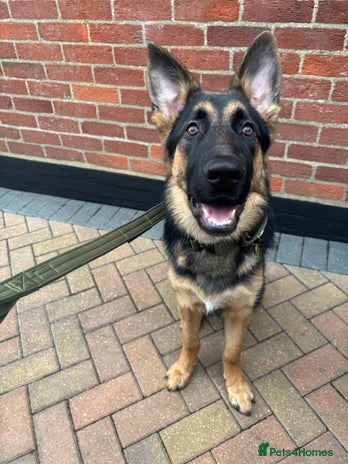 German Shepherd dogs - Advert 1