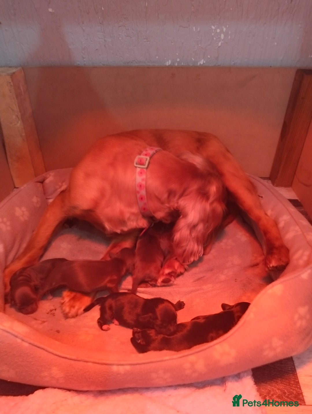 Cocker Spaniel dogs for sale: 7 beautiful cocker spaniels  - Image 4