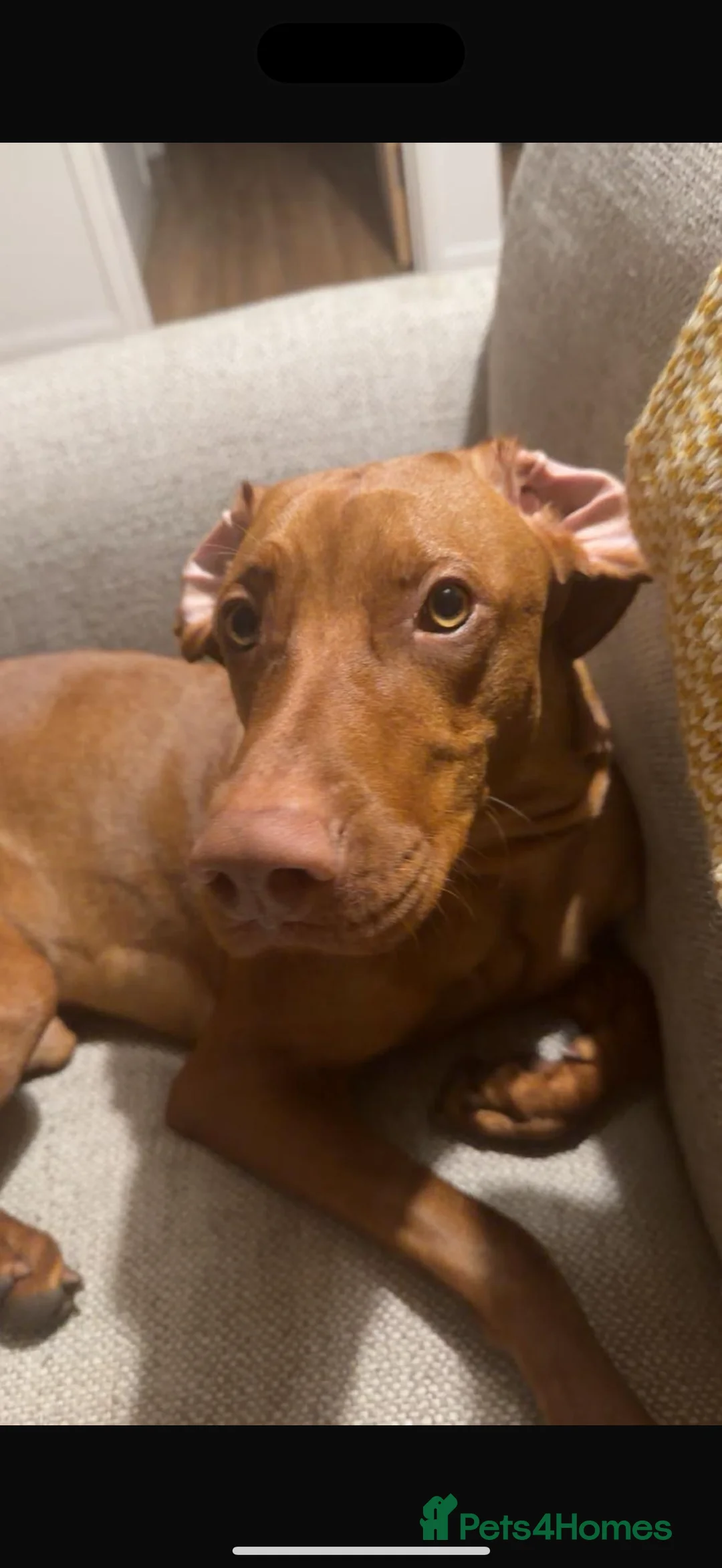 Hungarian Vizsla dogs for sale: Hungarian vizsla in Romney Marsh - Advert 3