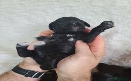 Cockapoo dogs for sale: F1 Cockapoos. DNA Health Tested  in Pershore - Image 12