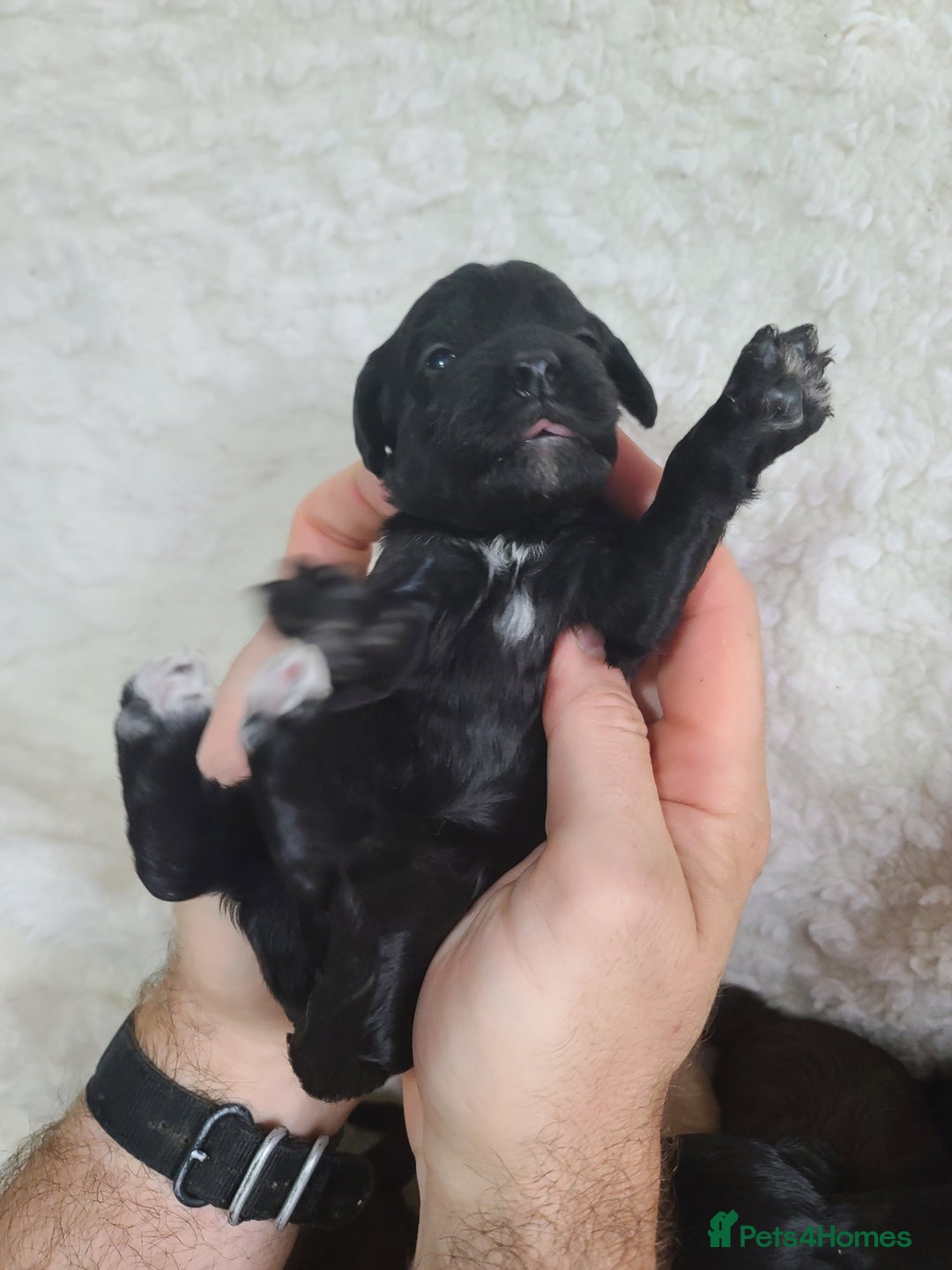 Cockapoo dogs for sale: F1 Cockapoos. DNA Health Tested  in Pershore - Image 12