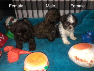 Shih Tzu dogs 6 beautiful shih tzu puppies - Advert 3