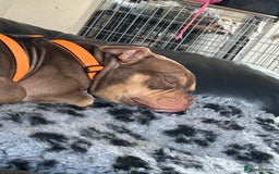 American Bully dogs for sale: Micro bully female 12 months - Image 6