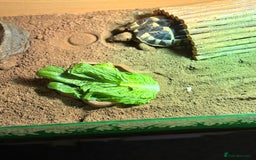 Hermann Tortoise reptiles for sale: Lovely Hermanns Tortoise looking for a new home  - Image 3