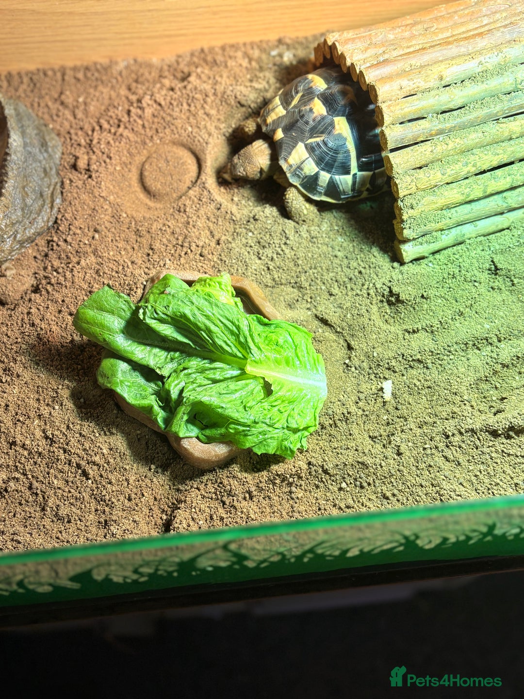 Hermann Tortoise reptiles for sale: Lovely Hermanns Tortoise looking for a new home  - Image 3