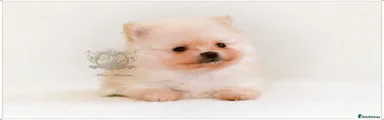 Pomeranian 5