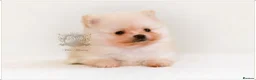 Pomeranian dogs for sale: MINIATURE POMERANIAN PUPPIES - Advert 15