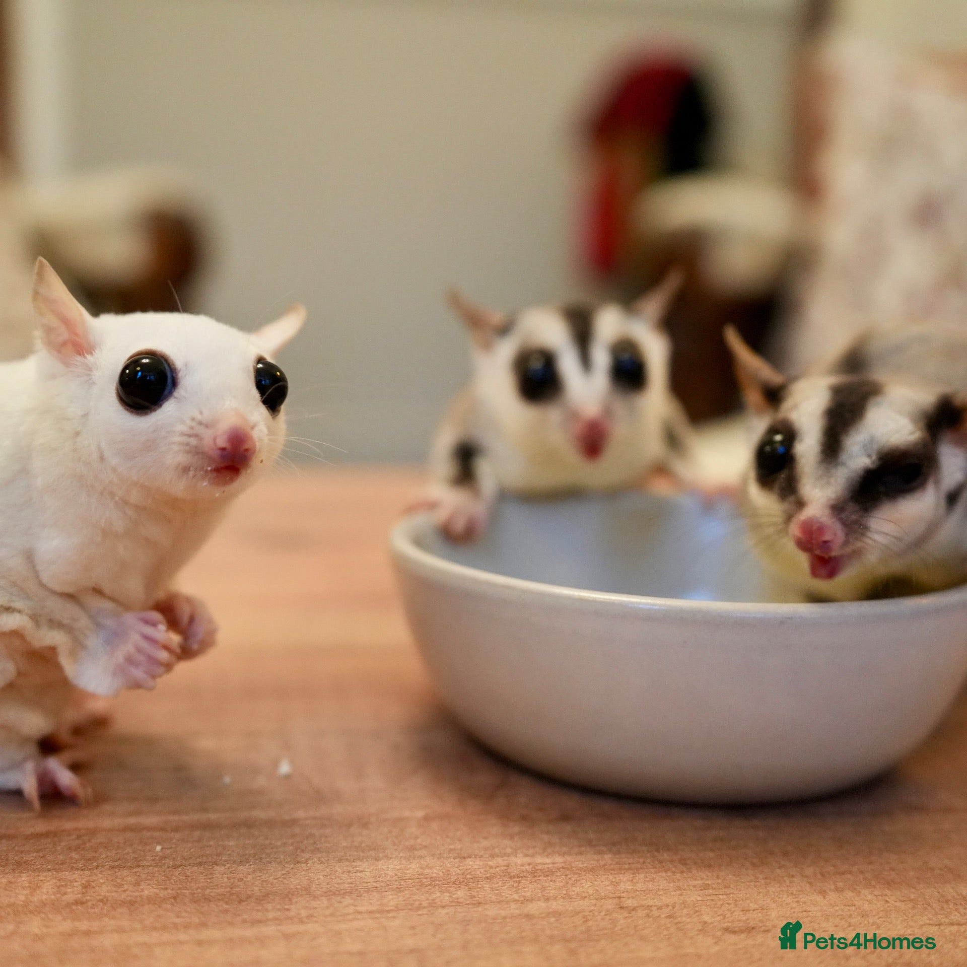 Sugar Glider rodents for sale: Bonded Trio Female Sugar Gliders + Full Setup - Advert 1