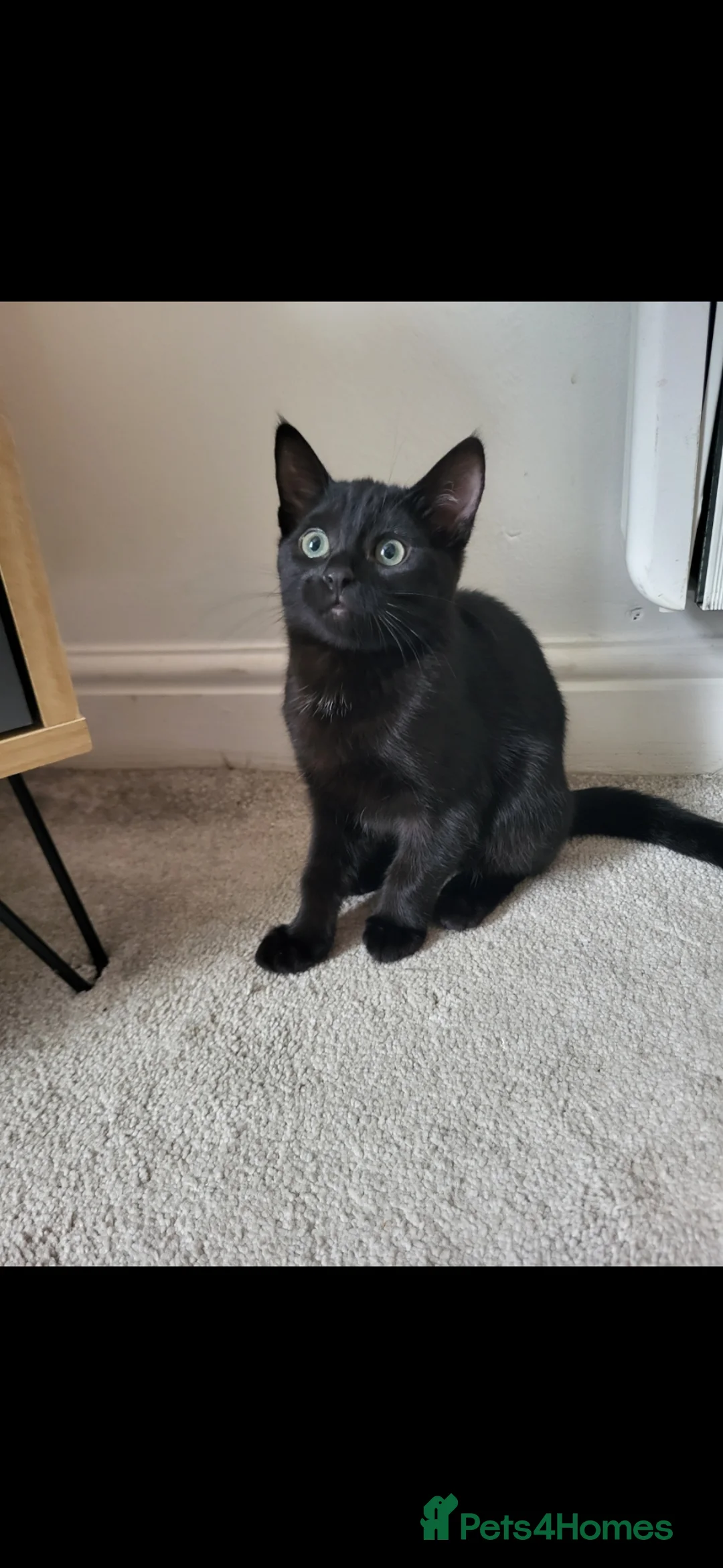 Mixed Breed cats for sale: 1 female kitten left for sale 🐾🐈😻 - Advert 2