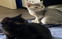 British Shorthair cats for sale: British shorthair kittens  - Image 5