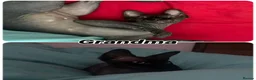 Mixed Breed cats for sale: Russian Blue/ Sphynx Kittens   - Advert 4