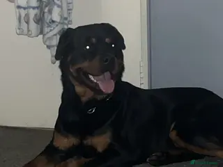 Rottweiler dogs Rottweiler - Advert 5