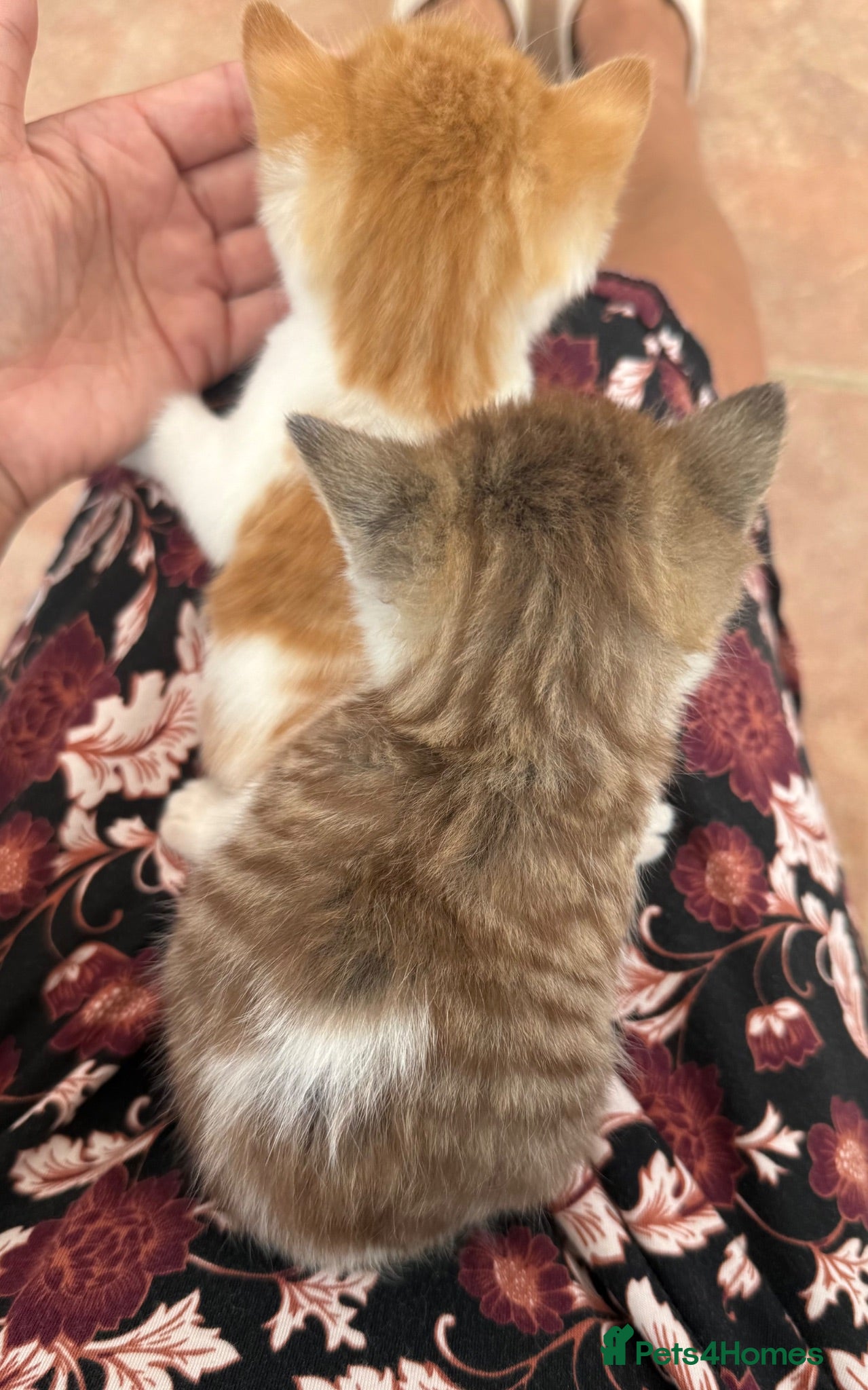 Norwegian Forest Cat cats 2 last beautiful boys raised in family home  - Advert 7