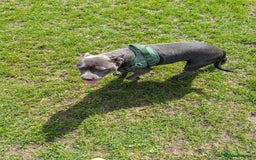 Staffordshire Bull Terrier dogs for sale: Blue female staff for sale  - Image 11