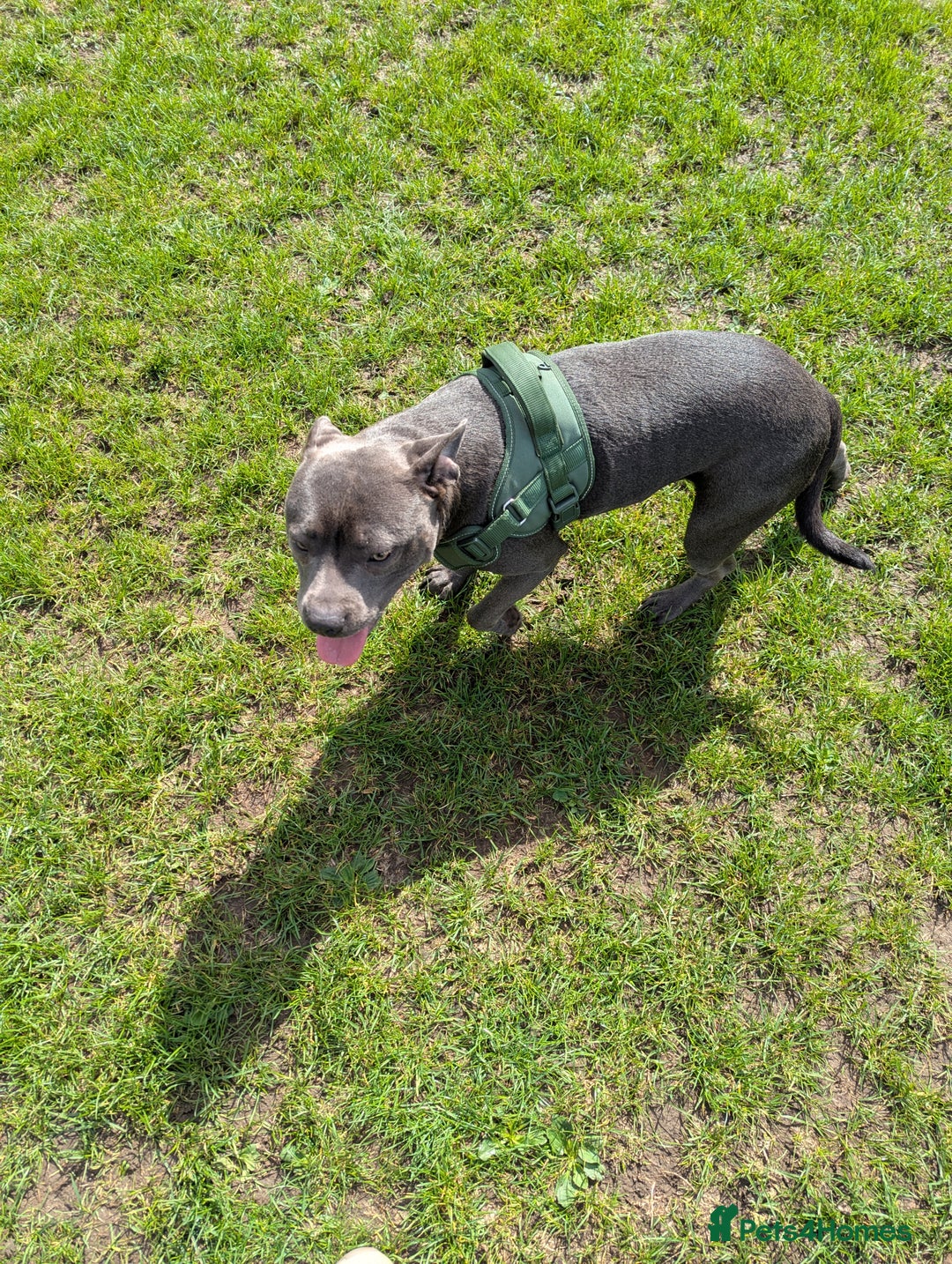 Staffordshire Bull Terrier dogs for sale: Blue female staff for sale  - Image 11