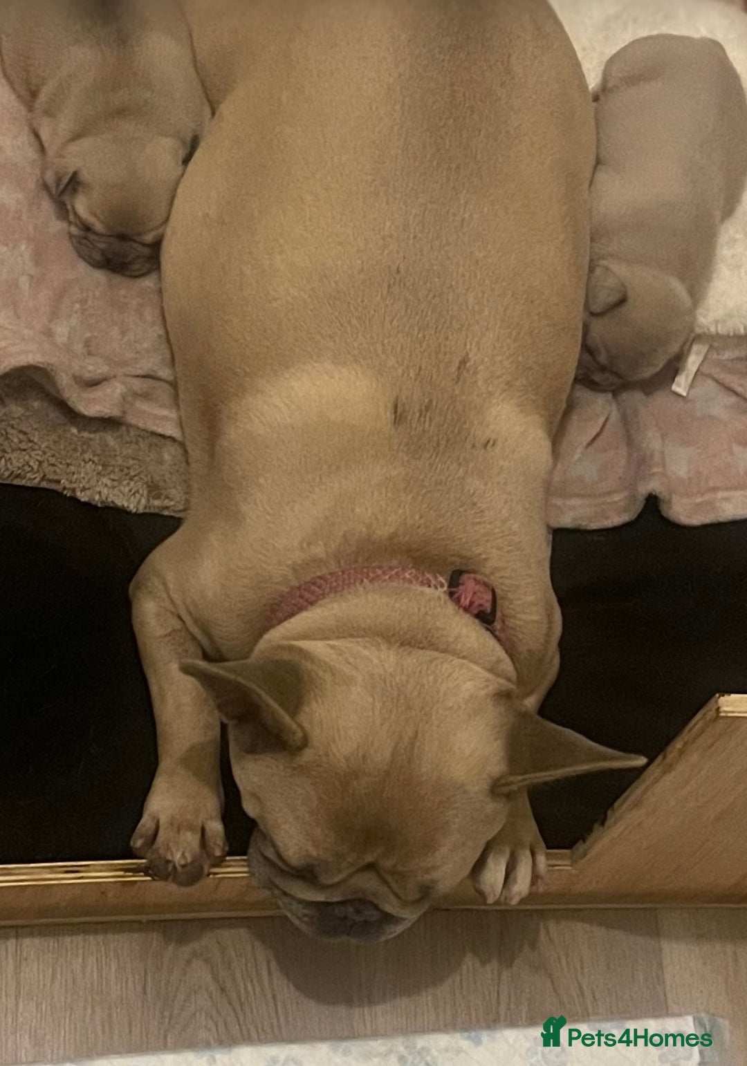 French Bulldog dogs for sale: 2 beautiful French bulldog puppies - Advert 17