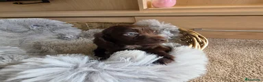 Chocolate Female with white chest