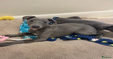 Whippet dogs - Advert 3
