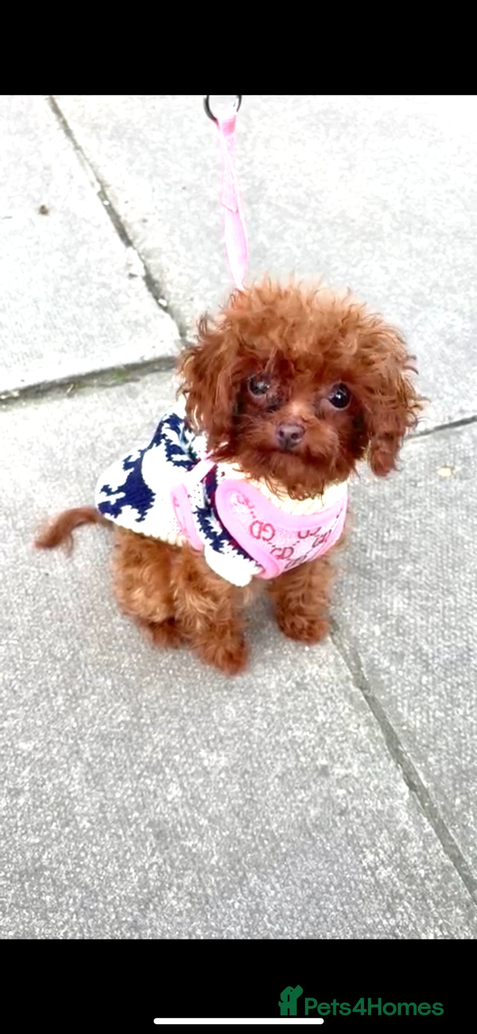 Toy Poodle dogs Asian Toy Poodle (1kg) - Advert 19