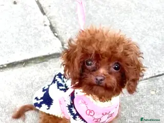 Toy Poodle dogs Asian Toy Poodle (1kg) - Advert 19