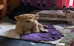 Mixed Breed dogs for sale: Schnoodle cockerpoo schnauzer  - Image 7