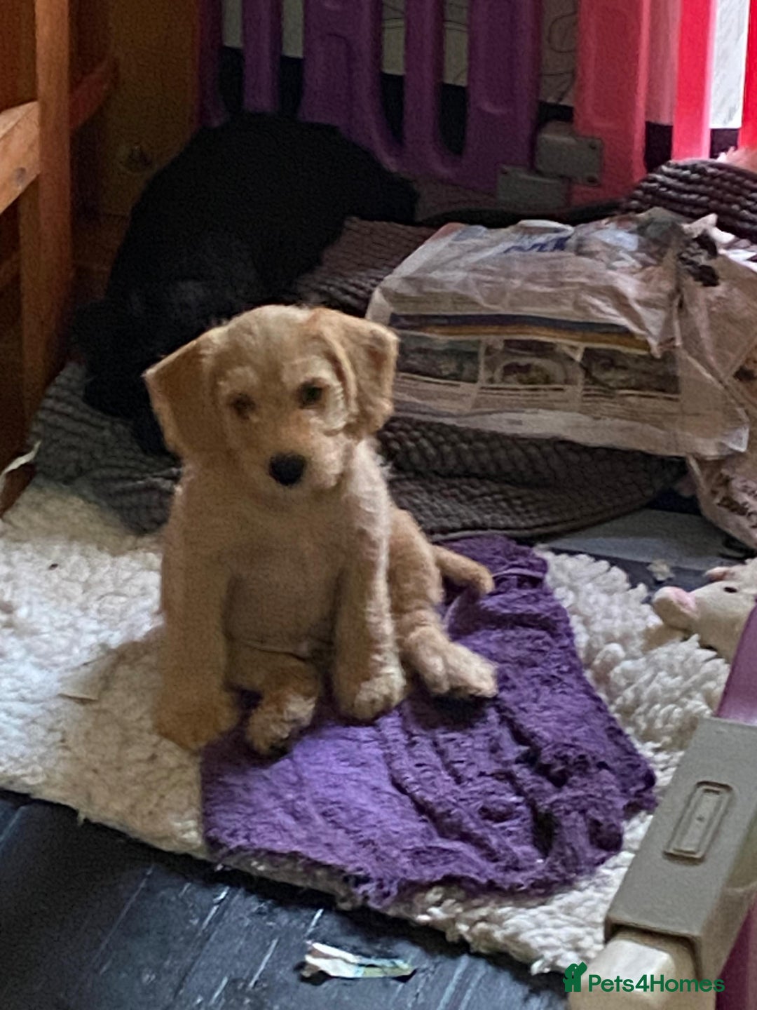 Mixed Breed dogs for sale: Schnoodle cockerpoo schnauzer  - Image 7