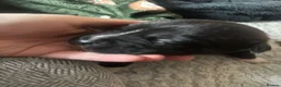 Mixed Breed dogs for sale: Bullkita puppies  in Stockport - Advert 5