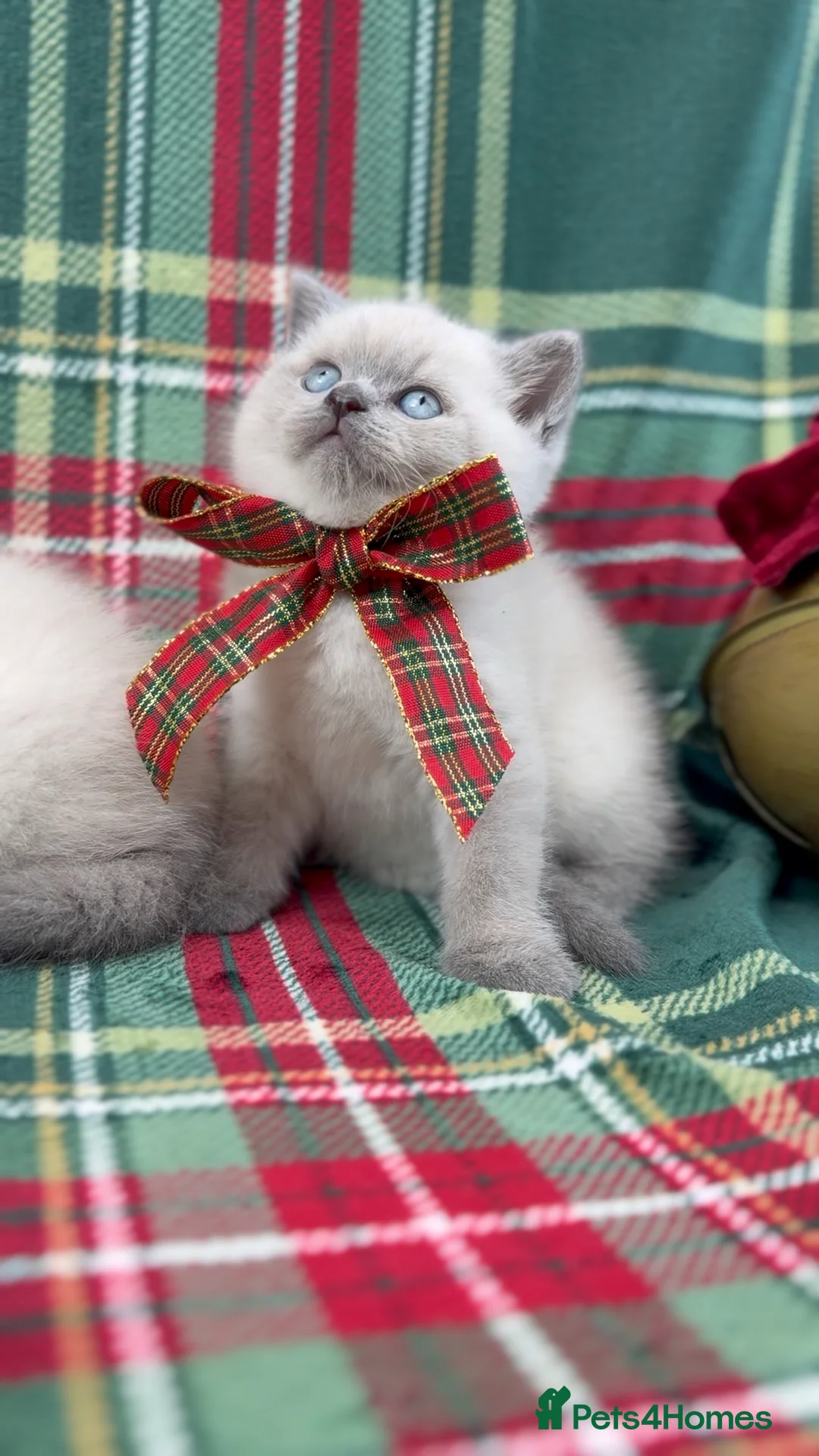 British Shorthair cats for stud: GCCF ACTIVE COLOURPOINT STUD - Health tested  in Ingatestone - Advert 5