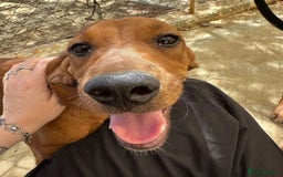 Mixed Breed dogs for adoption: Woody (Mini hound mix) - Advert 5