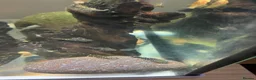 Catfish fish for sale: Bristlenose catfish (Ancistrus sp.) - Advert 2