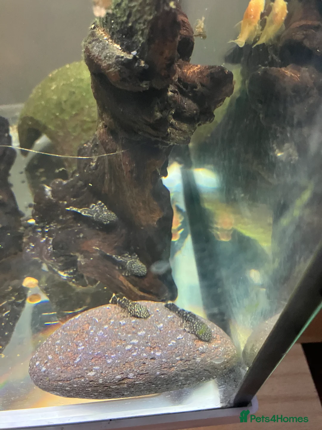 Catfish fish for sale: Bristlenose catfish (Ancistrus sp.) - Advert 2