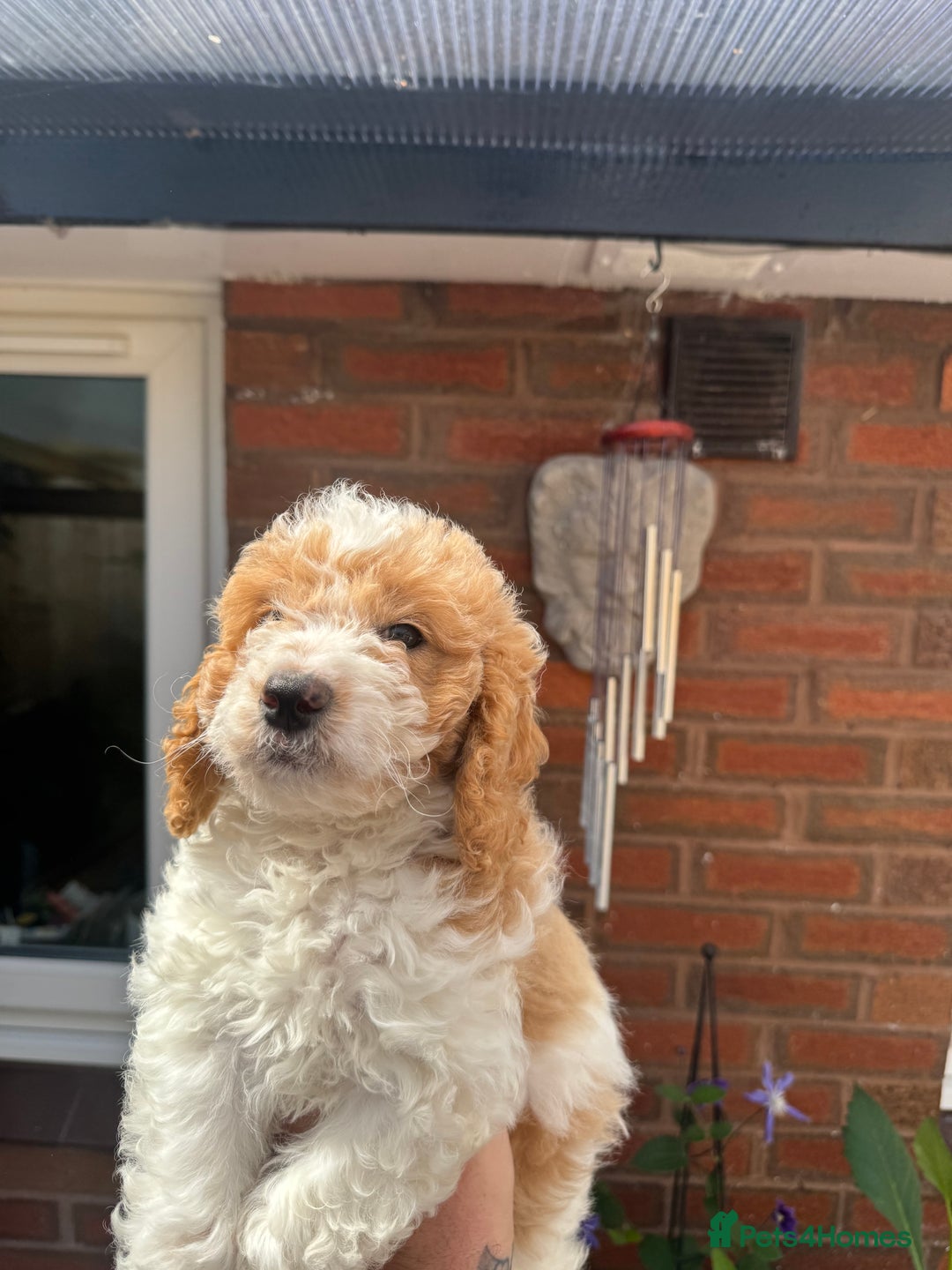 Cockapoo dogs for sale: Cockapoo puppies ready now 1 boy left  - Image 3