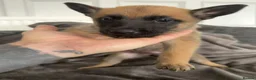 Belgian Shepherd Dog dogs for sale: Alert Eyes, Brave Spirits & Unshakable Loyalty in Glasgow - Advert 19