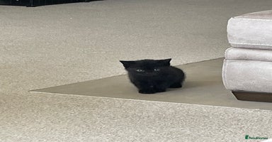 British Shorthair cats - Advert 13