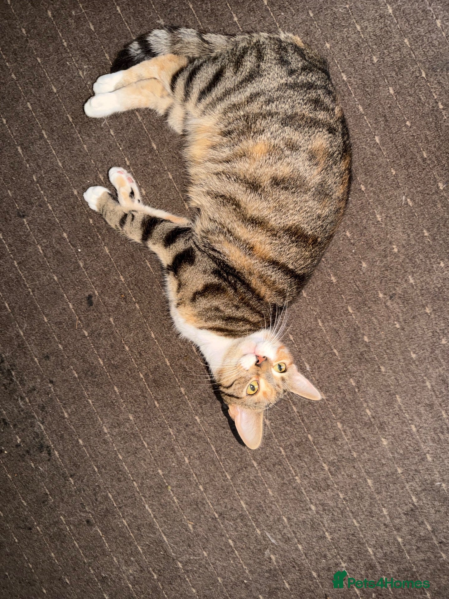 Mixed Breed cats Kittens DESPERATELY looking for their new homes🐾 - Advert 13