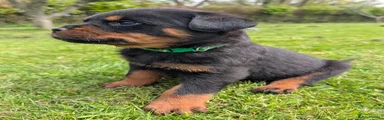 Rottweiler green Puppy 
