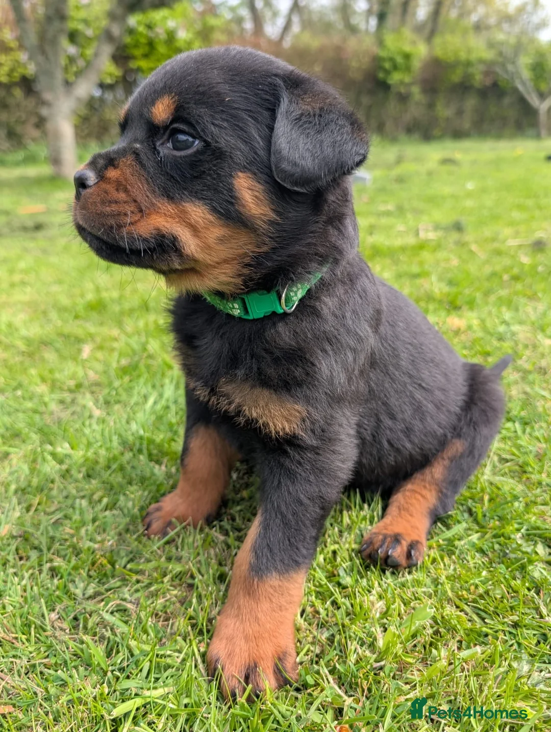 Rottweiler dogs for sale: Stunning Rottweiler puppies - Advert 19