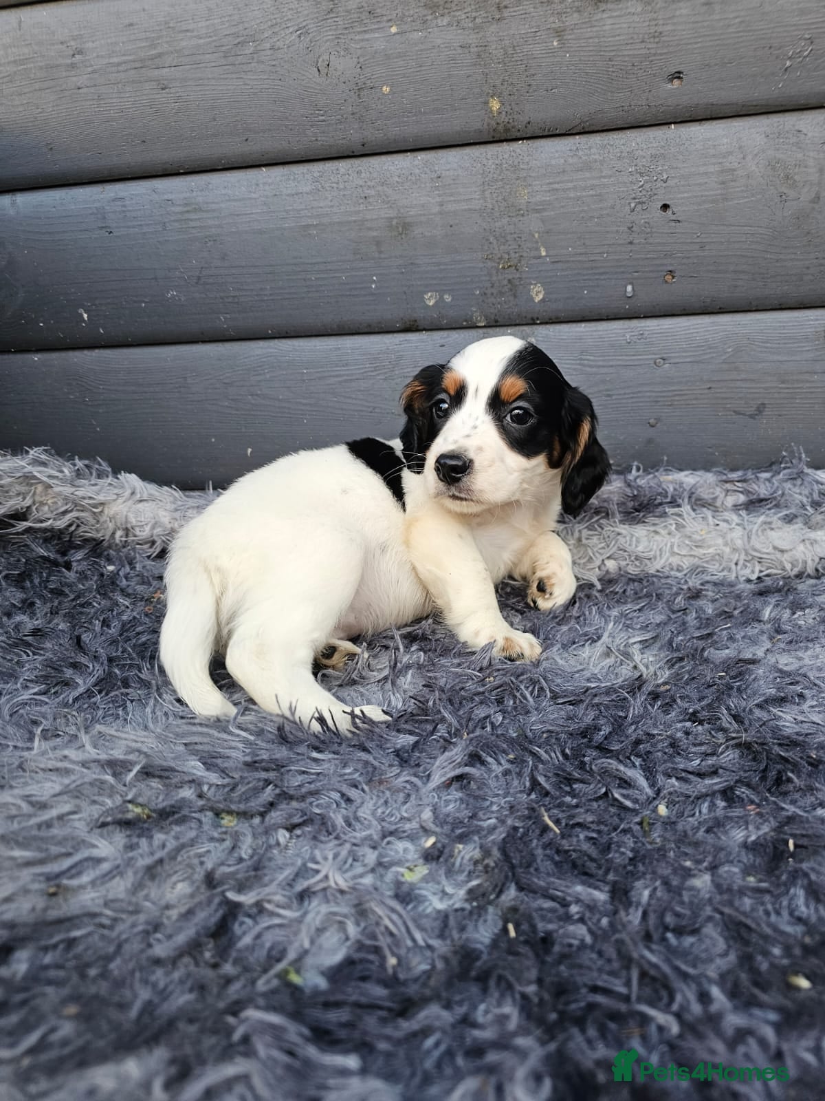 Cocker Spaniel dogs Cocker spaniels puppys  - Advert 2