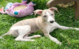 Whippet dogs for sale: Beautiful Pedigree BOY Whippet Puppy. - Image 9