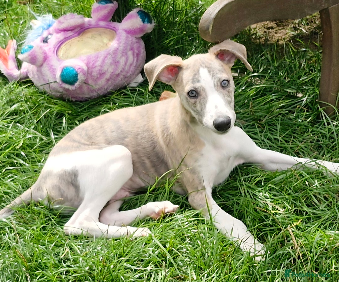 Whippet dogs for sale: Beautiful Pedigree BOY Whippet Puppy. - Image 9