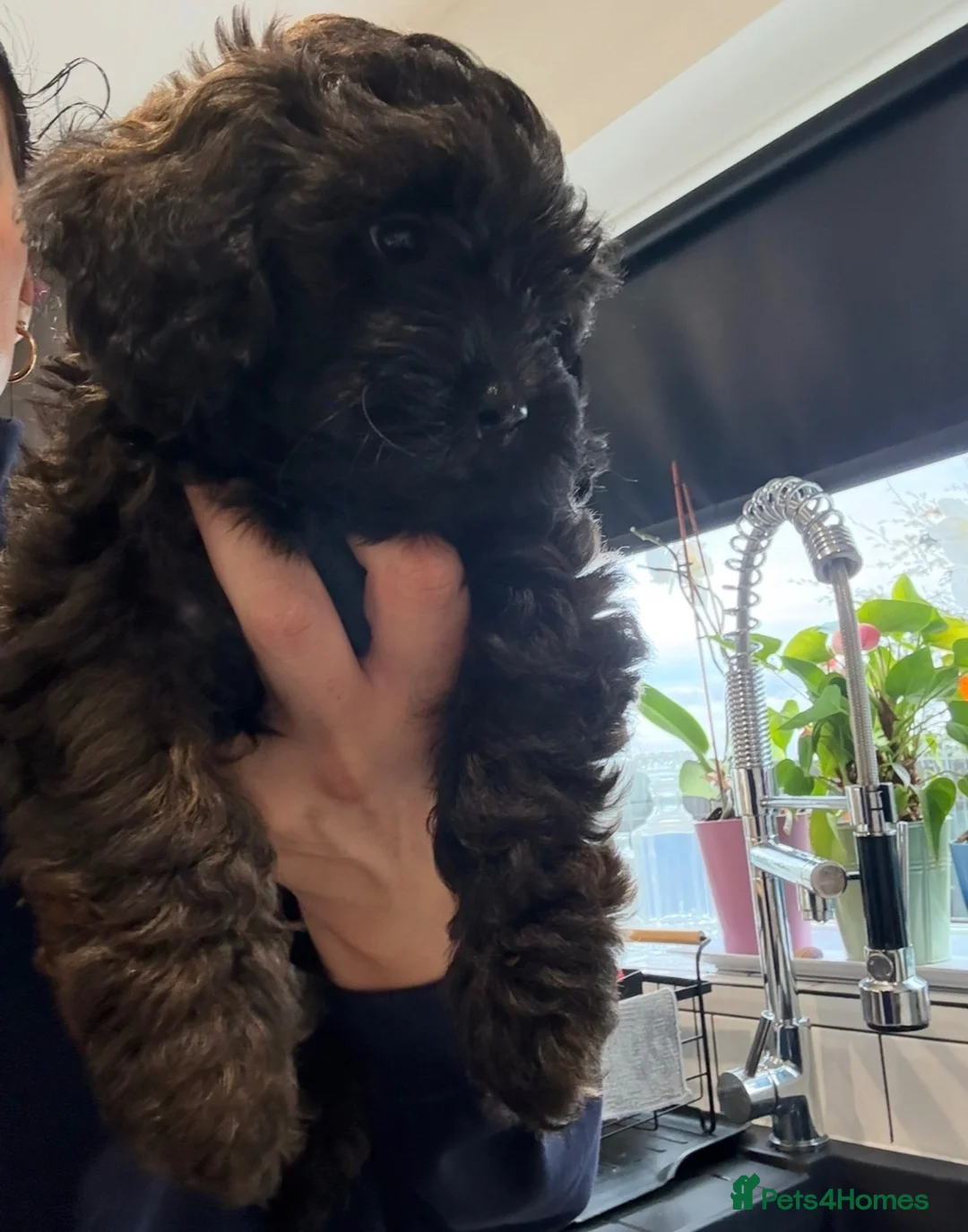 Shihpoo dogs for sale: READY NOW! 🧸🤎 Adorable F1B Shihpoo puppies  - Advert 2