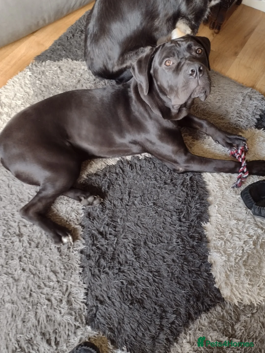 Cane Corso dogs for sale: Puppy looking for my forever home  in Cullompton - Advert 2