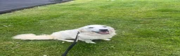 Golden Retriever dogs for sale: KC Old English Cream Golden Retrievers - Advert 11