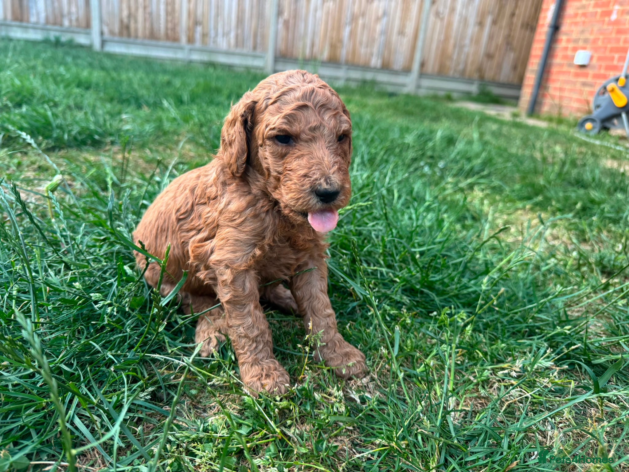 Goldendoodle dogs for sale: Stunning Goldendoodle Puppies in Herne Bay - Advert 14