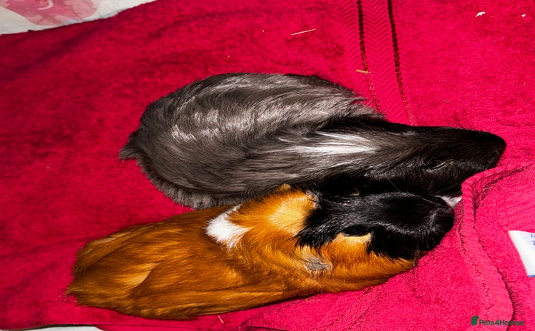 Guinea Pig rodents - Advert 1