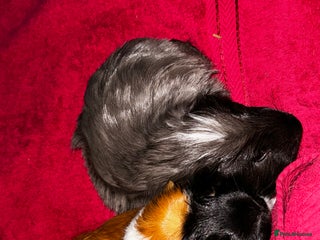 Guinea Pig rodents - Advert 36